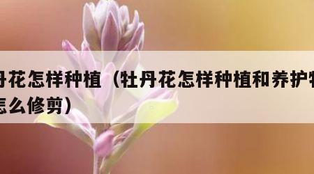 牡丹花怎样种植（牡丹花怎样种植和养护牡丹花怎么修剪）