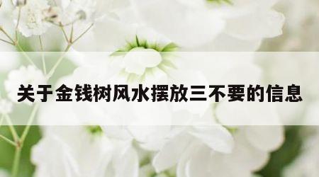 关于金钱树风水摆放三不要的信息