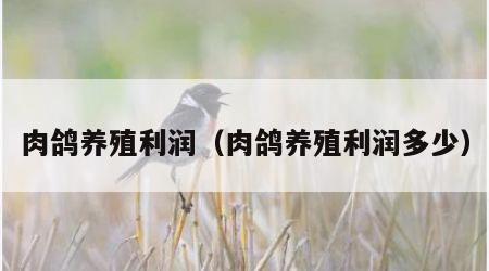 肉鸽养殖利润（肉鸽养殖利润多少）