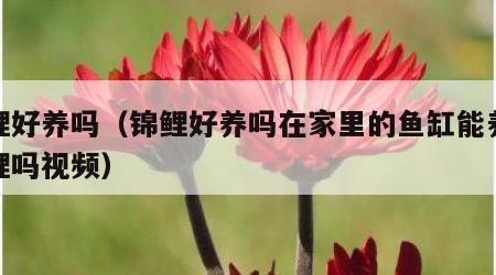 锦鲤好养吗（锦鲤好养吗在家里的鱼缸能养活锦鲤吗视频）
