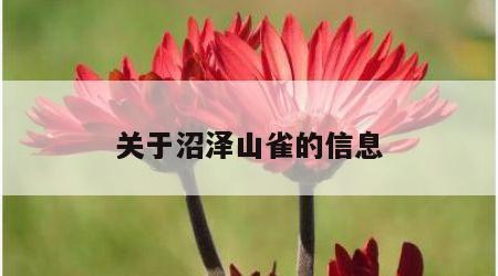 关于沼泽山雀的信息