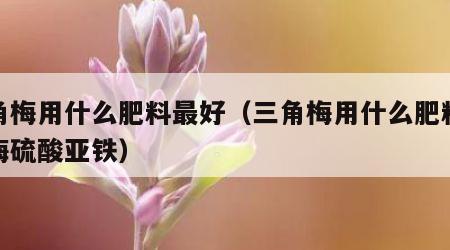 三角梅用什么肥料最好（三角梅用什么肥料最好梅硫酸亚铁）