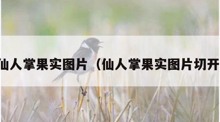 仙人掌果实图片（仙人掌果实图片切开）