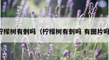 柠檬树有刺吗（柠檬树有刺吗 有图片吗）