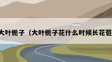 大叶栀子（大叶栀子花什么时候长花苞）
