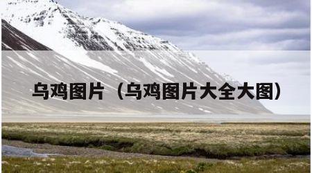 乌鸡图片（乌鸡图片大全大图）