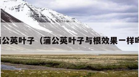 蒲公英叶子（蒲公英叶子与根效果一样吗）