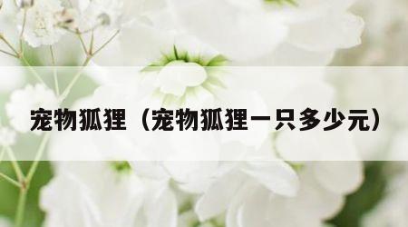 宠物狐狸（宠物狐狸一只多少元）