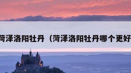 菏泽洛阳牡丹（菏泽洛阳牡丹哪个更好）
