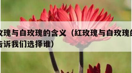 红玫瑰与白玫瑰的含义（红玫瑰与白玫瑰的含义告诉我们选择谁）