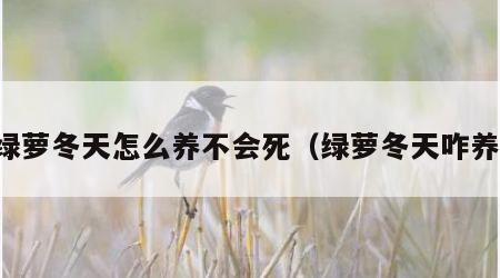 绿萝冬天怎么养不会死（绿萝冬天咋养）