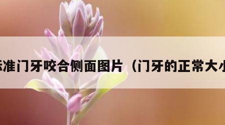 标准门牙咬合侧面图片（门牙的正常大小）