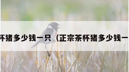 茶杯猪多少钱一只（正宗茶杯猪多少钱一只）