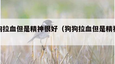 狗狗拉血但是精神很好（狗狗拉血但是精神很好）