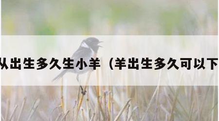 羊从出生多久生小羊（羊出生多久可以下崽）