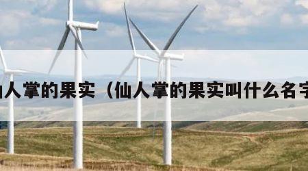仙人掌的果实（仙人掌的果实叫什么名字）