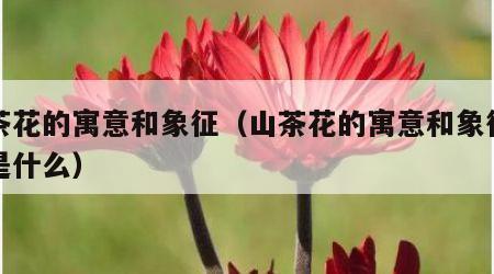 山茶花的寓意和象征（山茶花的寓意和象征意义是什么）