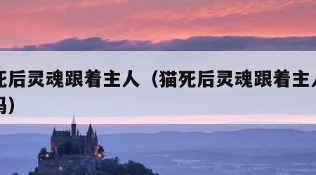 猫死后灵魂跟着主人（猫死后灵魂跟着主人走好吗）