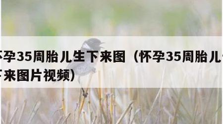 怀孕35周胎儿生下来图（怀孕35周胎儿生下来图片视频）