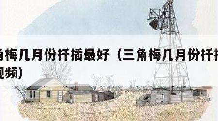 三角梅几月份扦插最好（三角梅几月份扦插最好视频）
