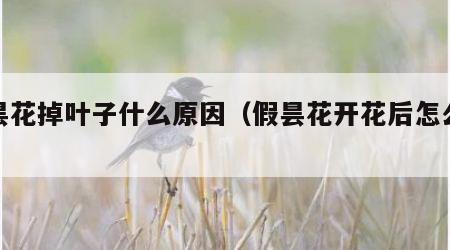 假昙花掉叶子什么原因（假昙花开花后怎么处理）