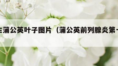 野生蒲公英叶子图片（蒲公英前列腺炎第一克星）
