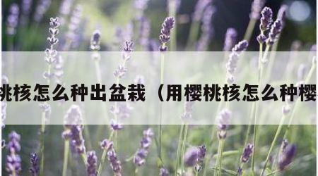 樱桃核怎么种出盆栽（用樱桃核怎么种樱桃）