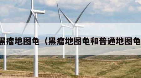 黑瘤地图龟（黑瘤地图龟和普通地图龟）