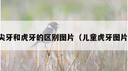 尖牙和虎牙的区别图片（儿童虎牙图片）