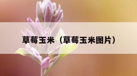 草莓玉米（草莓玉米图片）