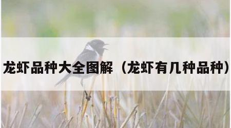 龙虾品种大全图解（龙虾有几种品种）