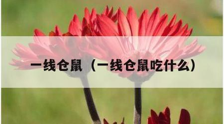 一线仓鼠（一线仓鼠吃什么）