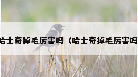 哈士奇掉毛厉害吗（哈士奇掉毛厉害吗）