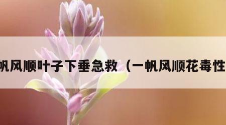 一帆风顺叶子下垂急救（一帆风顺花毒性大）