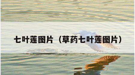 七叶莲图片（草药七叶莲图片）
