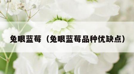 兔眼蓝莓（兔眼蓝莓品种优缺点）