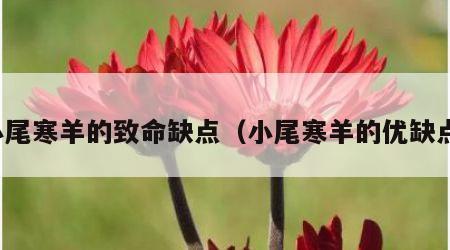 小尾寒羊的致命缺点（小尾寒羊的优缺点）