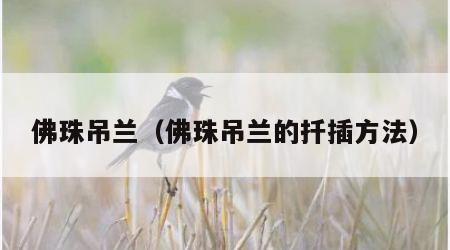 佛珠吊兰（佛珠吊兰的扦插方法）