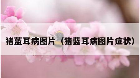 猪蓝耳病图片（猪蓝耳病图片症状）