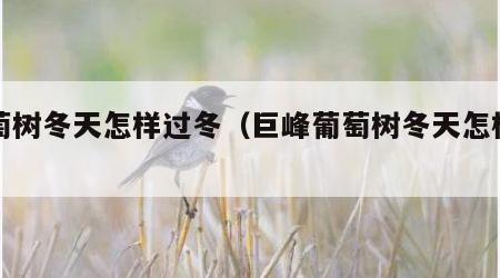 葡萄树冬天怎样过冬（巨峰葡萄树冬天怎样过冬）