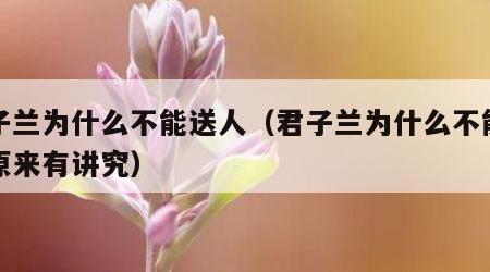 君子兰为什么不能送人（君子兰为什么不能送人原来有讲究）