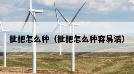 枇杷怎么种（枇杷怎么种容易活）