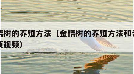 金桔树的养殖方法（金桔树的养殖方法和注意事项视频）