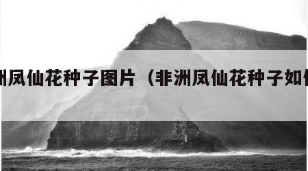 非洲凤仙花种子图片（非洲凤仙花种子如何种植）