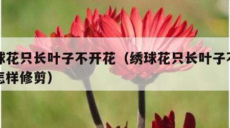 绣球花只长叶子不开花（绣球花只长叶子不开花怎样修剪）