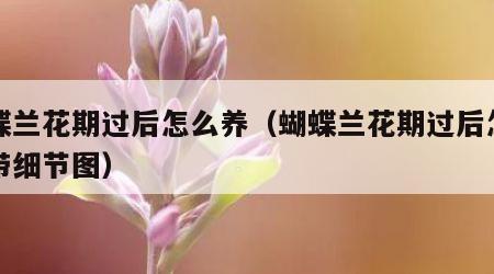 蝴蝶兰花期过后怎么养（蝴蝶兰花期过后怎么养带细节图）