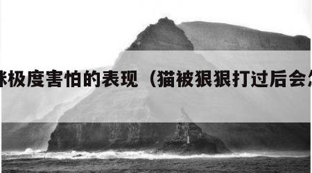 猫咪极度害怕的表现（猫被狠狠打过后会怎样）