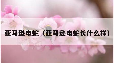 亚马逊电蛇（亚马逊电蛇长什么样）