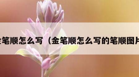 金笔顺怎么写（金笔顺怎么写的笔顺图片）