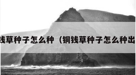 铜钱草种子怎么种（铜钱草种子怎么种出芽）